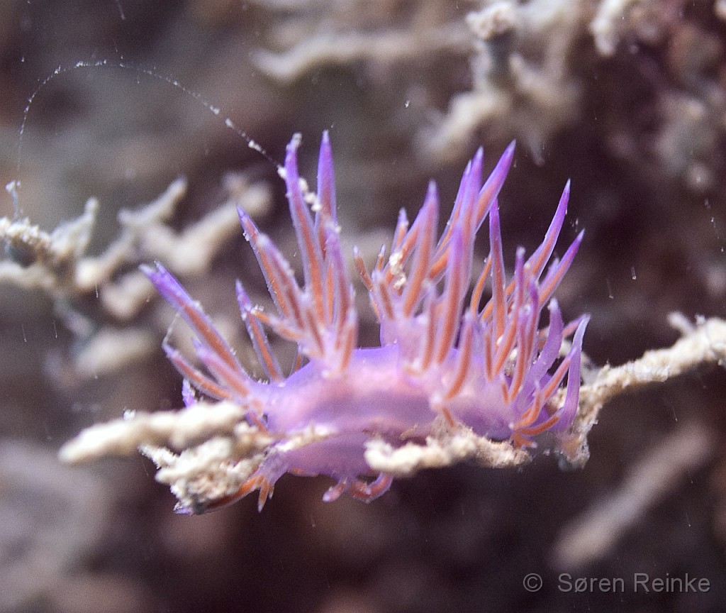 DSC_4922-Edit.jpg - Mr. Nudibranch