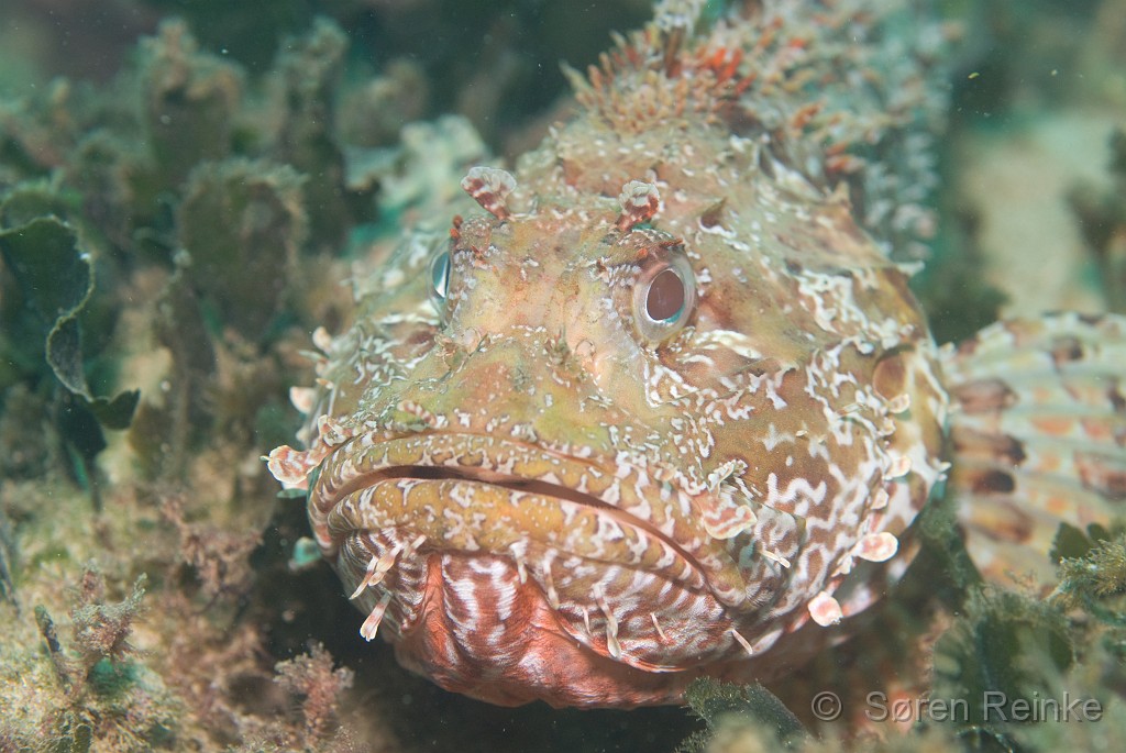 DSC_0261.jpg - A Scorpion Fish