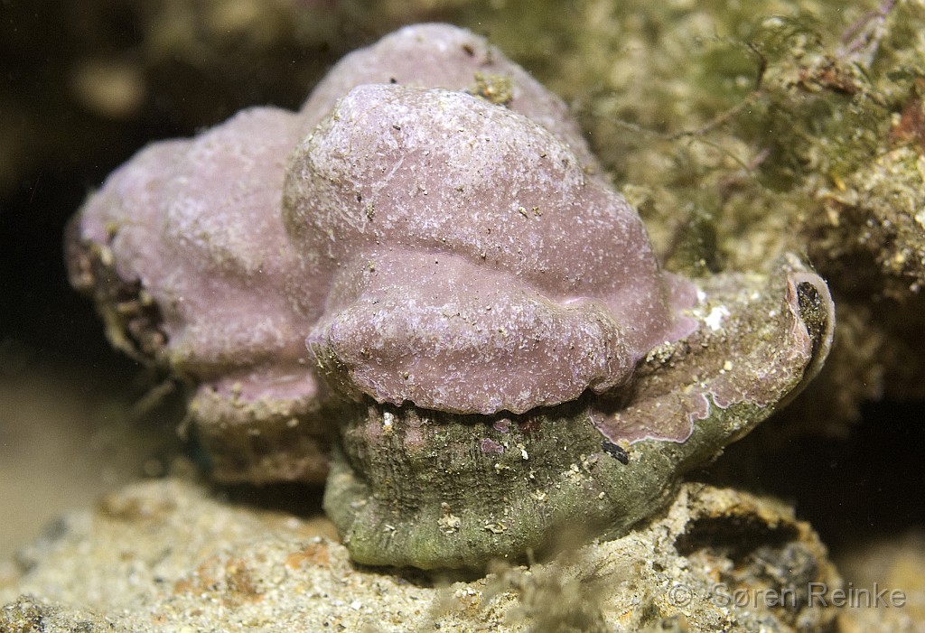 DSC_0269-Edit-2.jpg - A purple snail