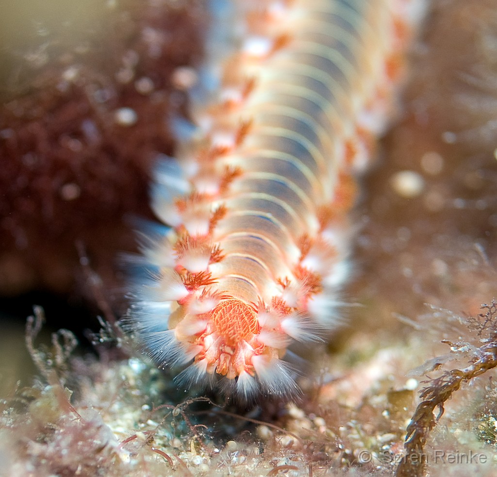 DSC_0291-Edit-2.jpg - Close-up of a bearded Fire Worm