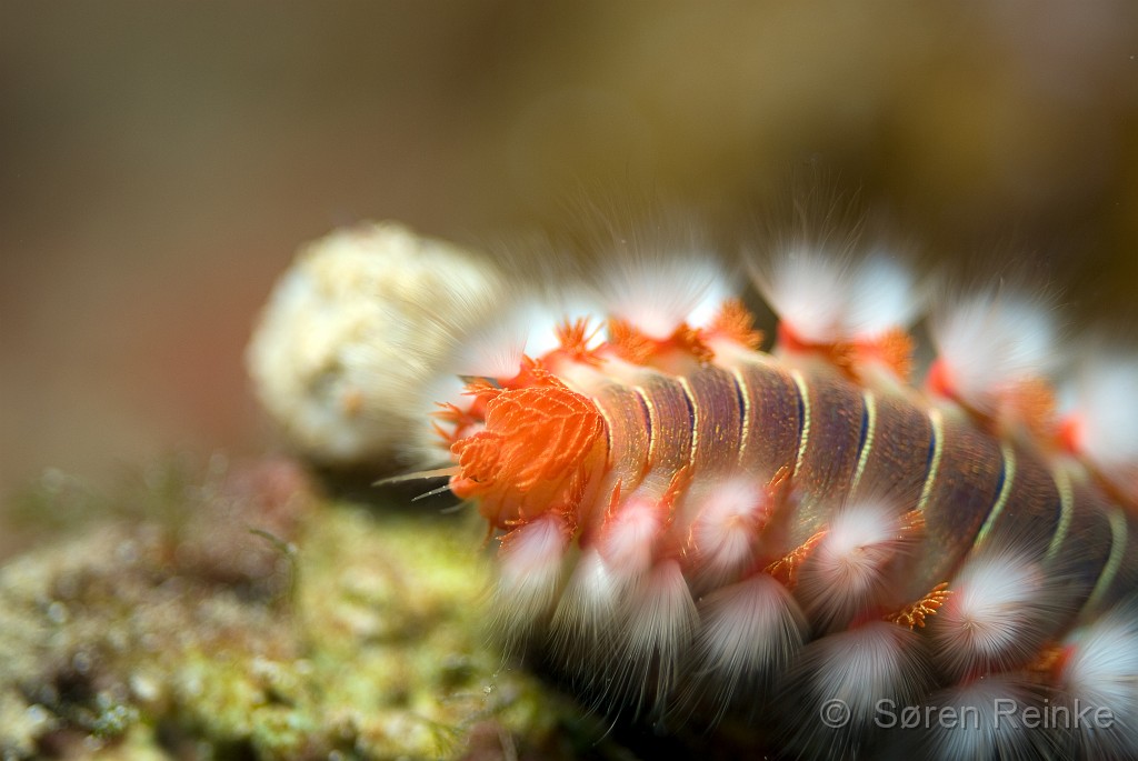 DSC_0308-Edit.jpg - Close-up of a Bearded Fireworm