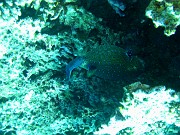 IMG_4238