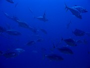 IMG_4522