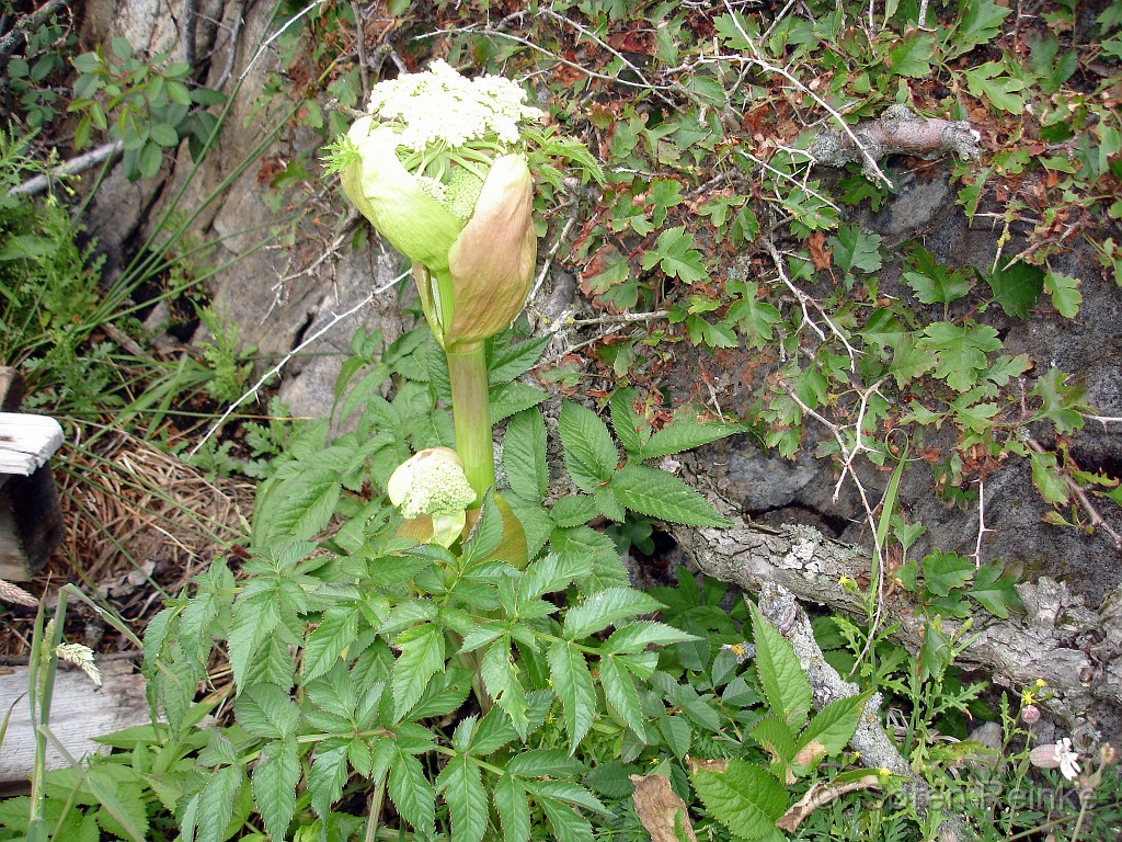 Hamborgsund 29juni til 1 juli 2007 (29).JPG