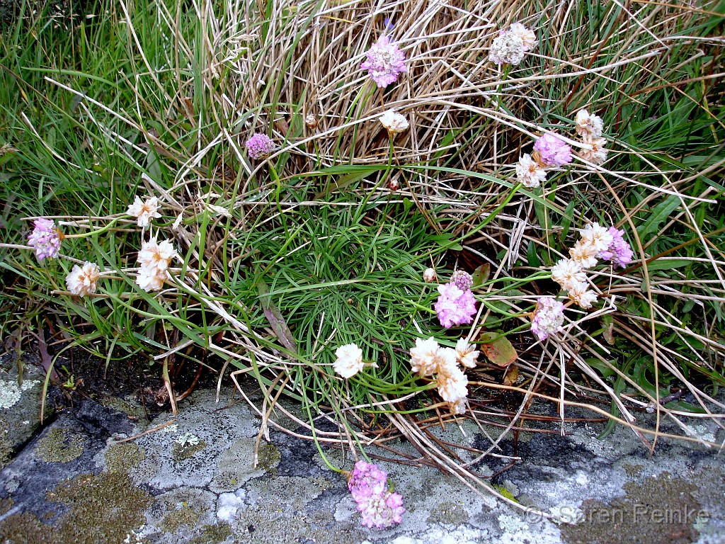 Hamborgsund 29juni til 1 juli 2007 (97).JPG
